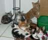 Maine Coon Cattery " MOONSHINEVALLEY"...